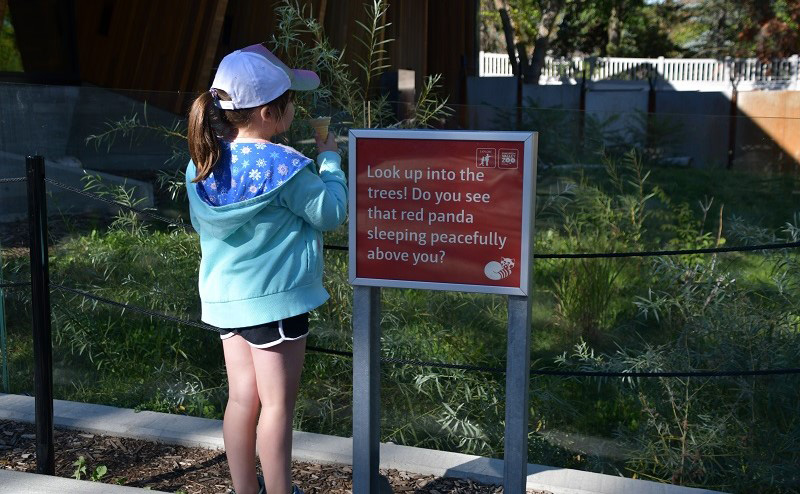 A young girl looking into an exhibit. A nearby sign reads "Look up into the trees! Do you see that red panda sleeping peacefully above you?"
