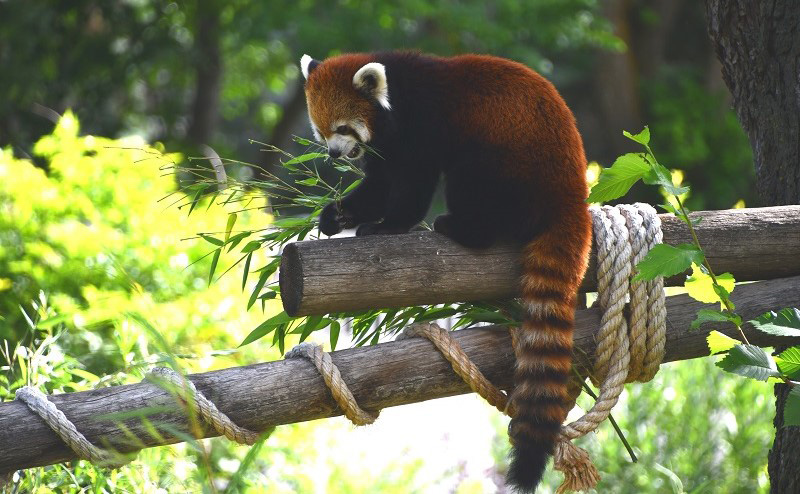 A red panda in a tree.