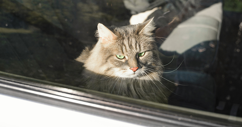 Cat in a hot car.