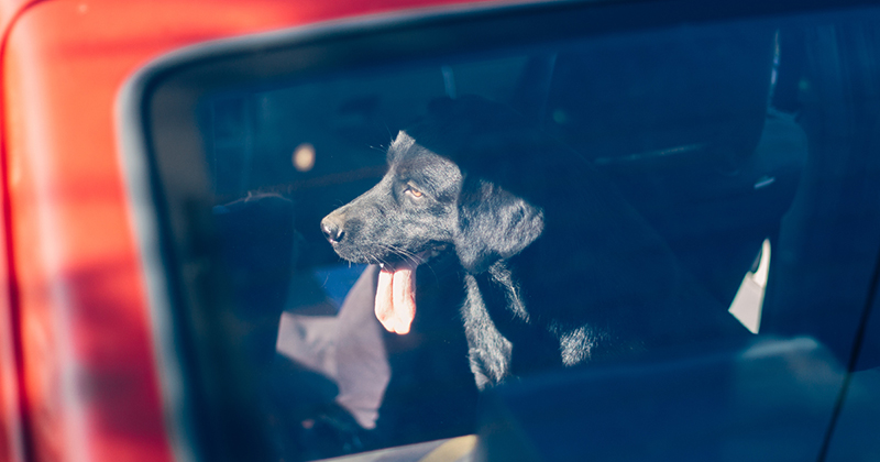 dog in hot car