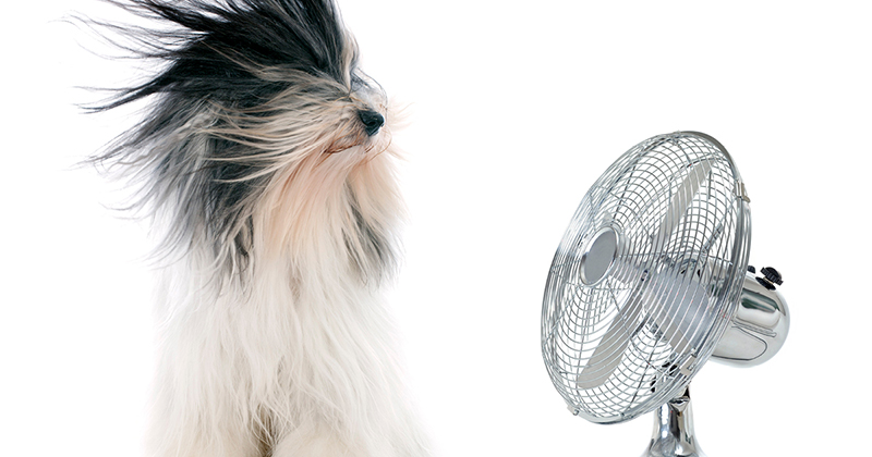 Dog With A Fan