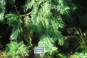 Wollemi Pine