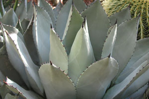 Agave Plant