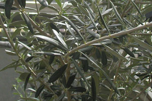 Olive Tree