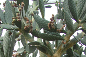 Prickly Pear Cactus