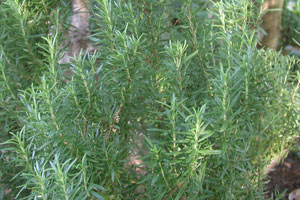Rosemary