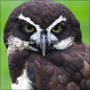 Spectacled Owl