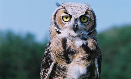 Great Horned Owl