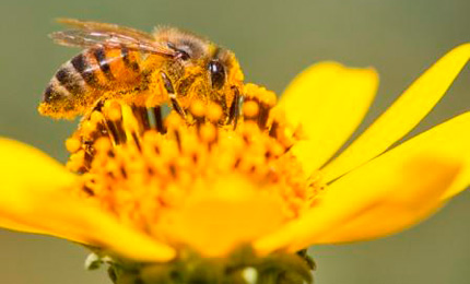 Image of honey bee on flower