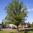 healthy oak tree