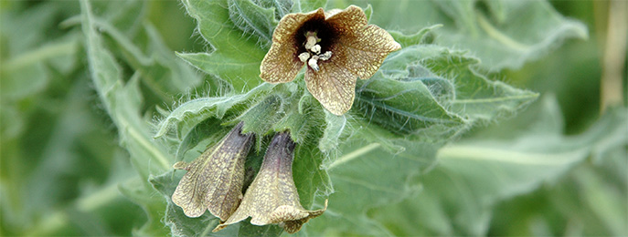 Black Henbane :: City of Edmonton