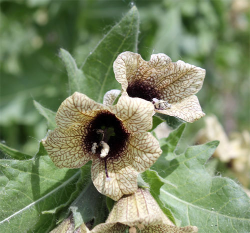 Black Henbane :: City of Edmonton