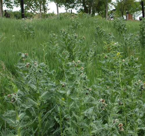 Black Henbane :: City of Edmonton