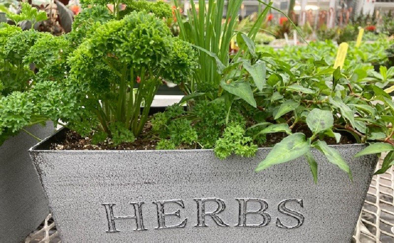 herbs in planter