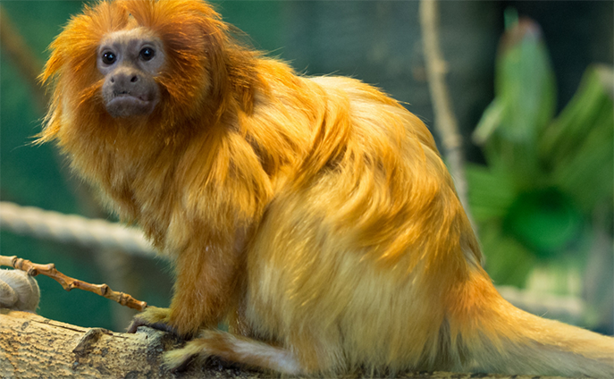 Golden Lion Tamarin :: City of Edmonton