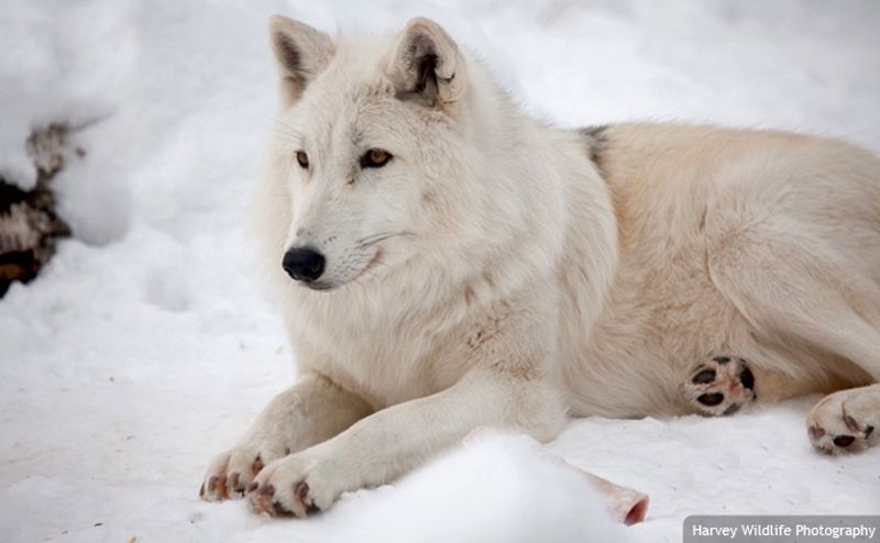 together animals how draw to Arctic of :: City Wolf Edmonton