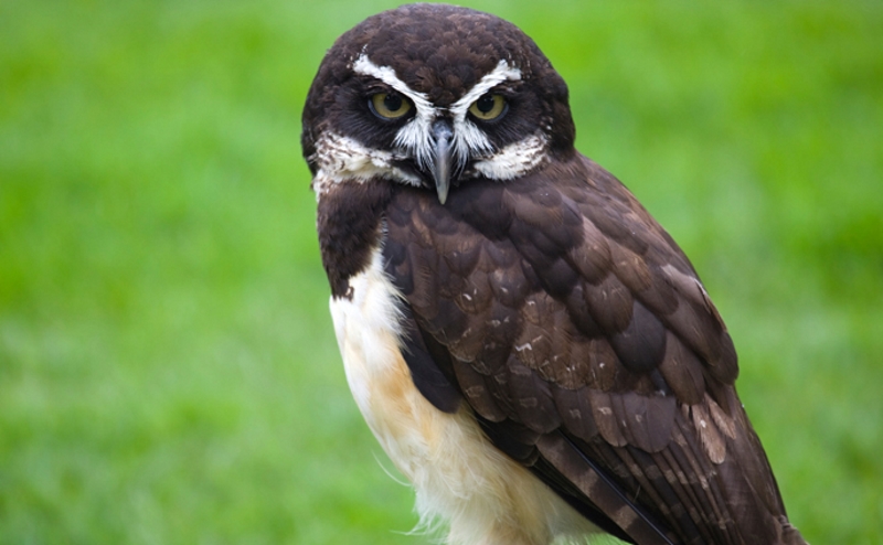 zooan_Spectacled_Owl_800x494