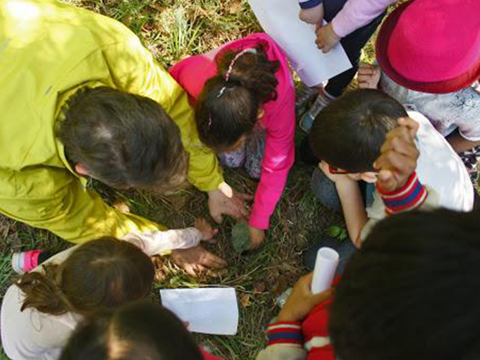 Tree Planting Jobs Edmonton at Thompson blog