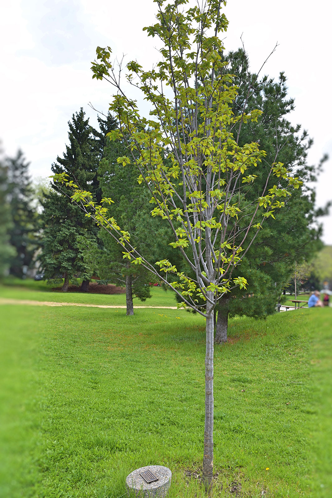 Commemorative Trees City of Edmonton
