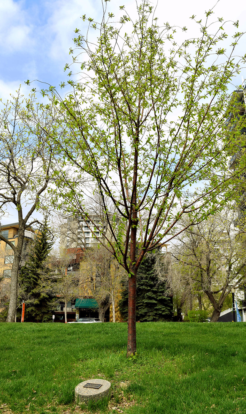 Commemorative Trees City of Edmonton