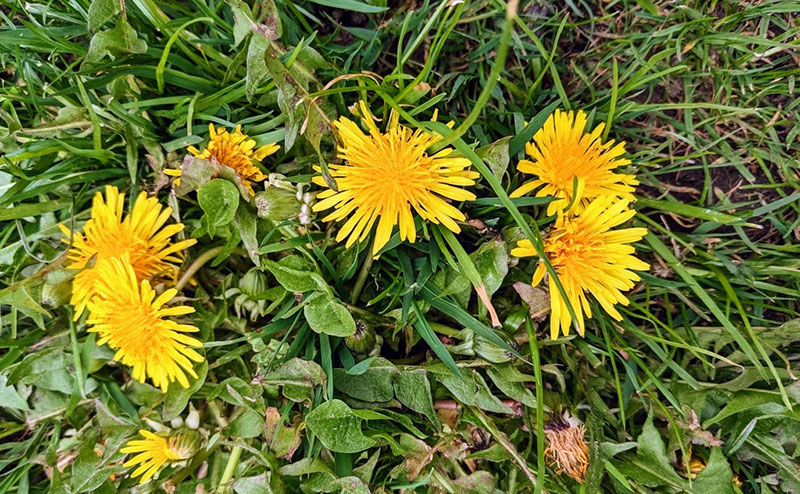 A dandelion growing on a sidewalk.