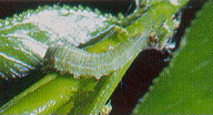 Flower fly larva eating an aphid.