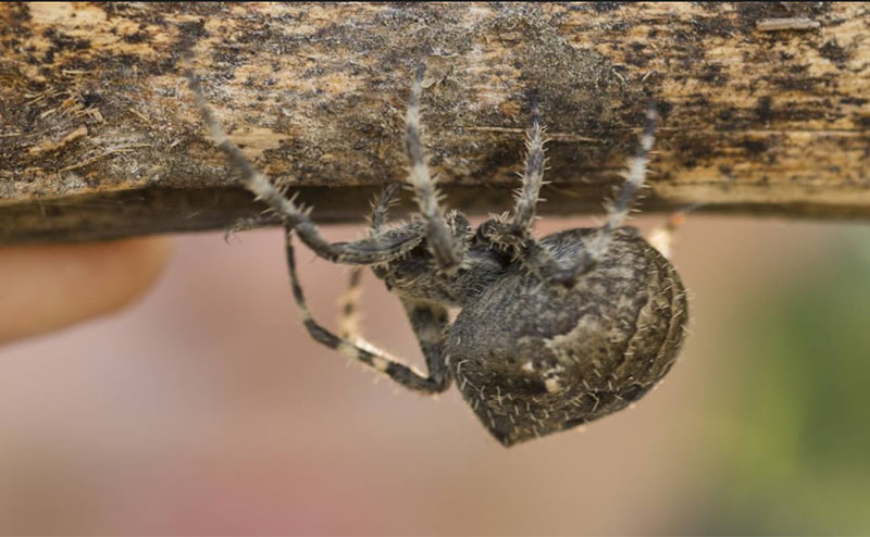 Orb weaver spider hanging on the underside of a tree branch