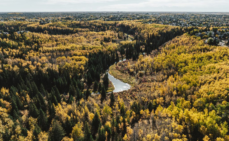 aerial view of trees and a creek