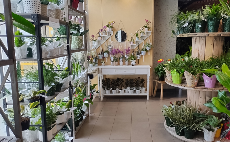 Shelves full of various plants.