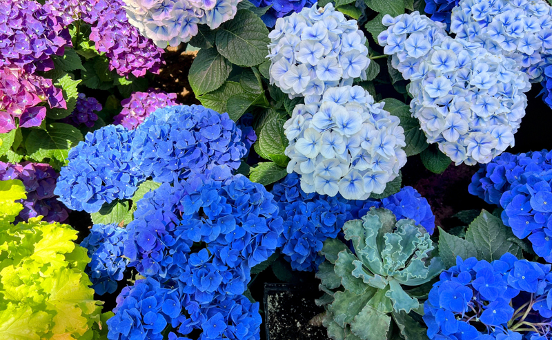 Blue hydrangeas