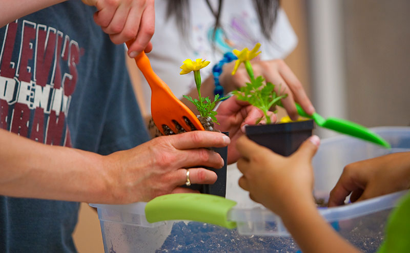 person planting flowers in small pots