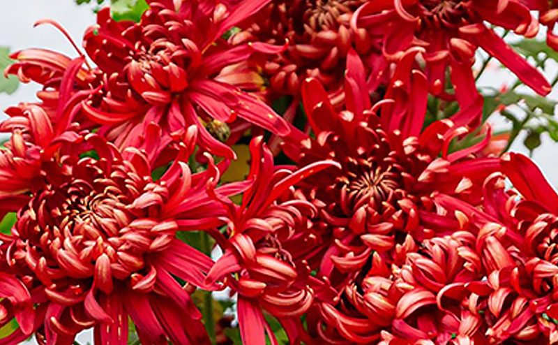 Red flowers
