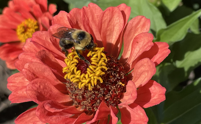 A bee on a red flower.