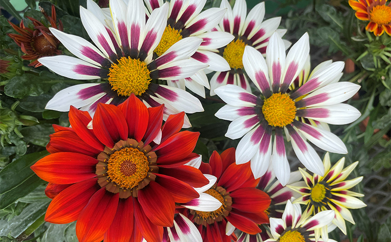 Flowers with white petals and a purple stripe, along with red flowers.