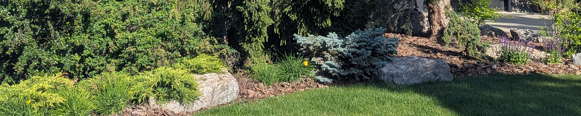 An example of resilient landscaping in an Edmonton residential yard.