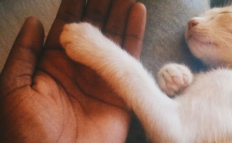kitten paw in person's hand