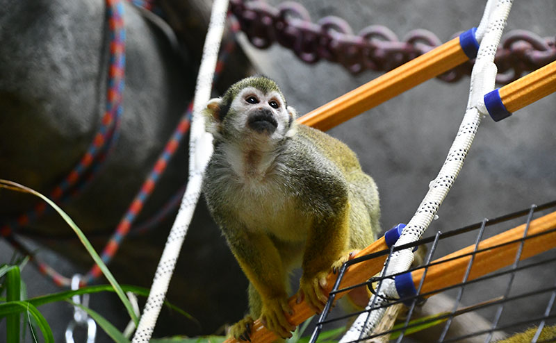 spider monkey on tree branch