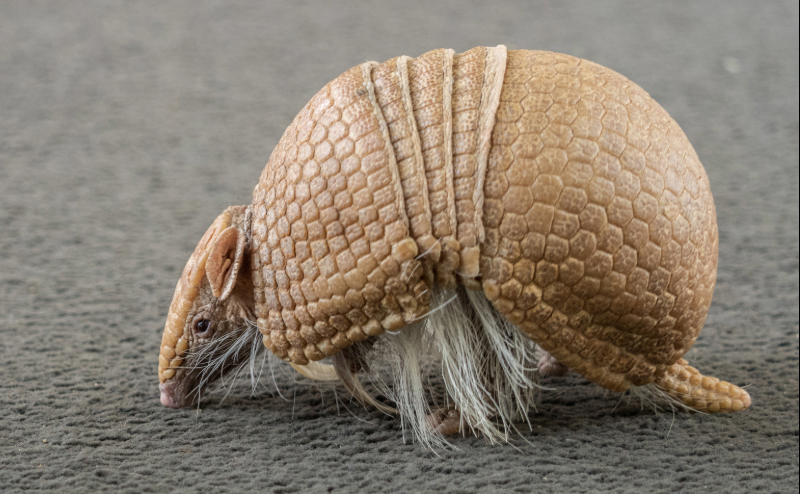 Three-banded armadillo