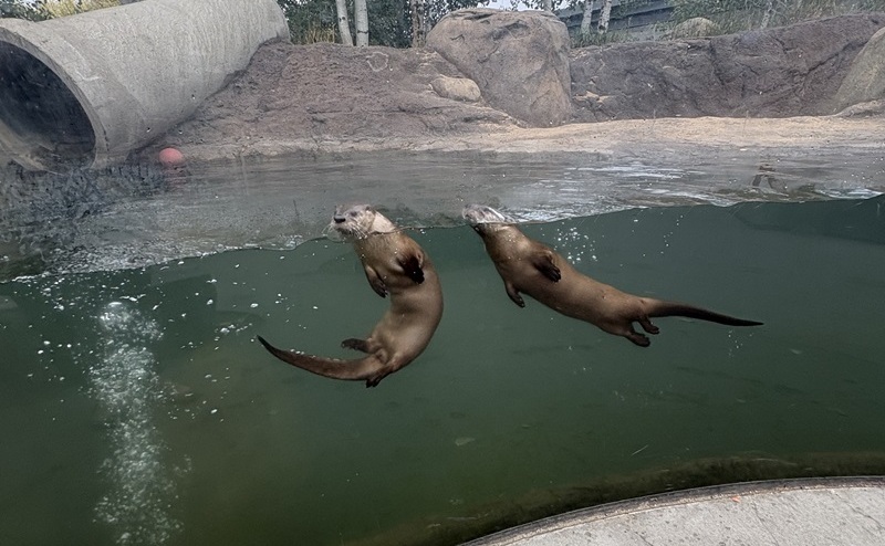 Two otters in the water