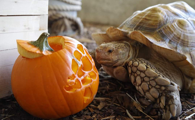 A tortoise looking at a jack-o-lantern with a tortoise carved on it.