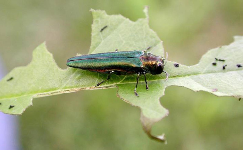 Emerald Ash Borer