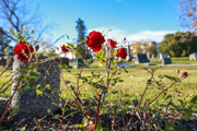 Roses in Little Mountain Cemetery.