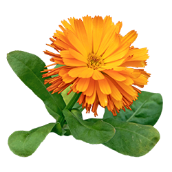 Marigold flower
