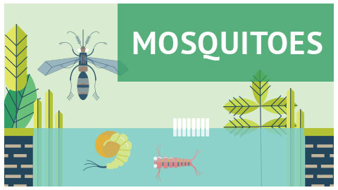 City of Edmonton Mosquito Program graphic