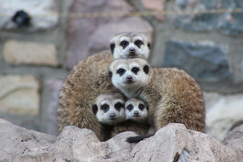 Four meerkats standing together on a rock.