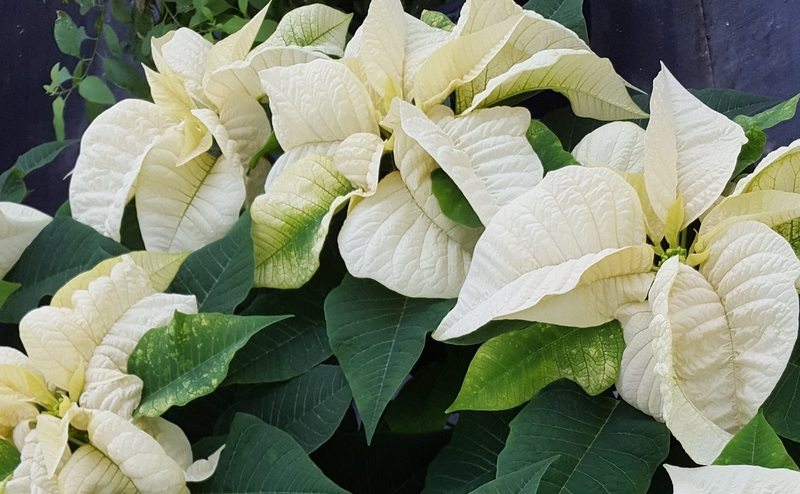 A white poinsettia