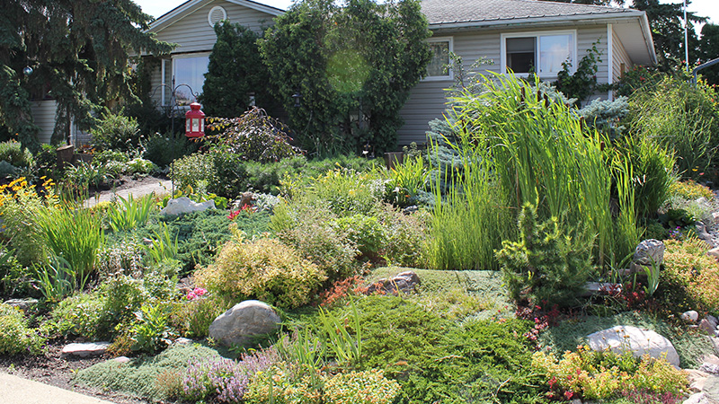 A yard filled with various plants and foliage