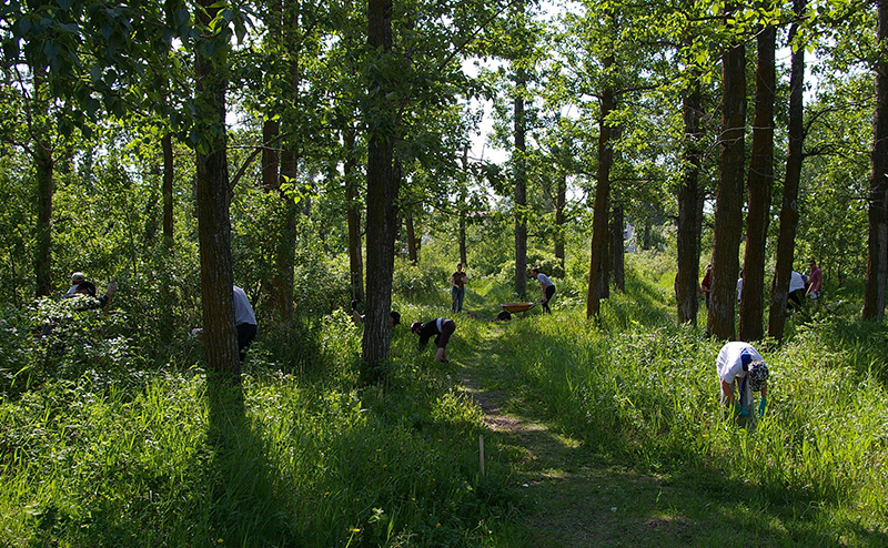 Woodland trail in summer