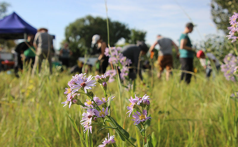 Volunteer weed pulling event