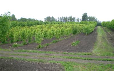 plants in open field